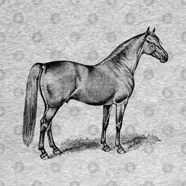 Horse Vintage Black & White Illustration by Biophilia